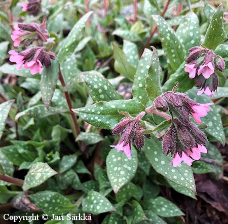 Pulmonaria 'Dora Bielefeld' tarhaimikk